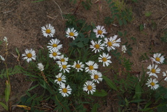 Erigeron silenifolius
