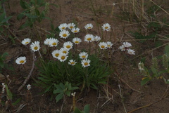 Erigeron silenifolius