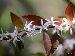 Crowea angustifolia
