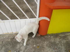 Felis catus