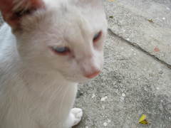 Felis catus