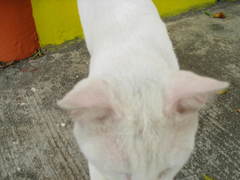 Felis catus