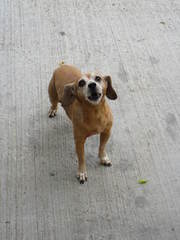 Canis familiaris