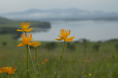 Trollius macropetalus