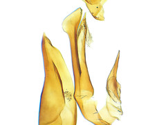 Dorcatoma dresdensis