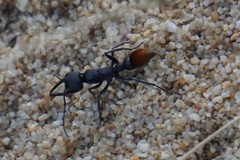 Myrmecia mandibularis
