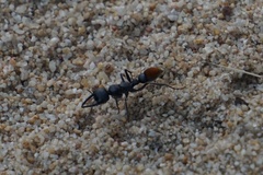 Myrmecia mandibularis