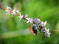 Crowea angustifolia