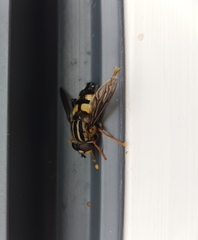 Helophilus antipodus