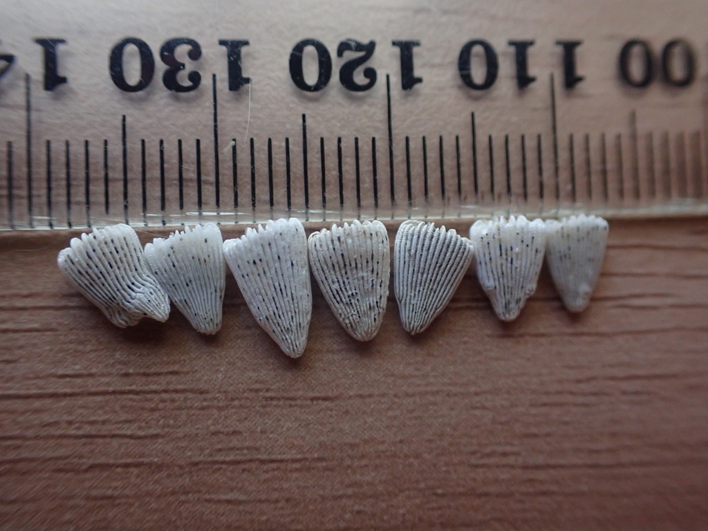Sphenotrochus