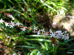 Crowea angustifolia