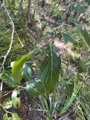 Glochidion sumatranum