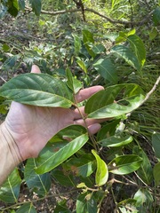 Glochidion sumatranum