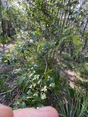 Glochidion sumatranum