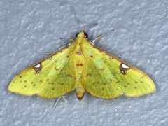 Archernis callixantha