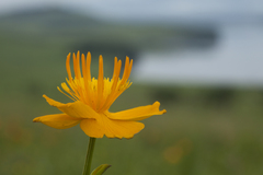 Trollius macropetalus