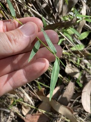 Ottochloa gracillima