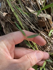Ottochloa gracillima