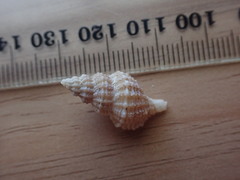 Zeatrophon mortenseni