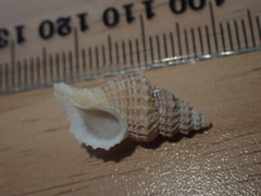 Zeatrophon mortenseni