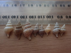 Zeatrophon mortenseni