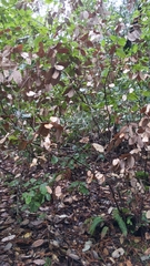 Phytophthora ramorum