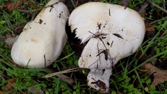 Agaricus albolutescens