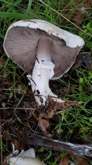 Agaricus albolutescens