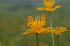 Trollius macropetalus