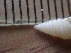 Maoritomella albula