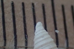 Maoritomella albula