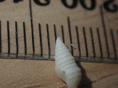 Maoritomella albula