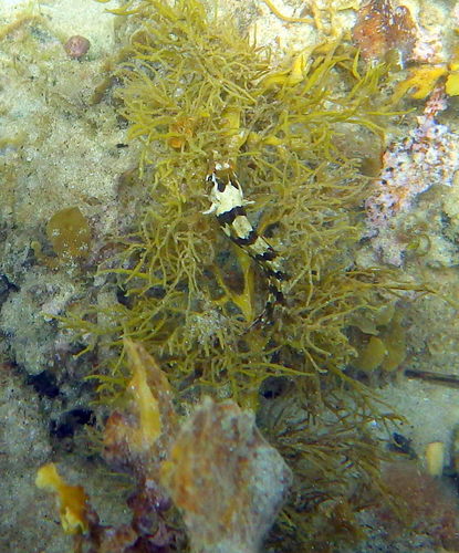 Common weedfish (Heteroclinus perspicillatus) — Clinidae — 4