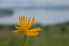 Trollius macropetalus