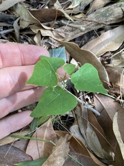 Echinostephia aculeata