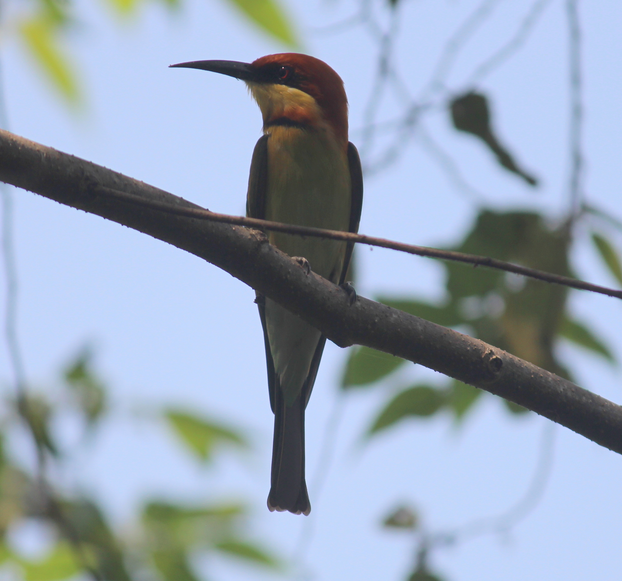 Chestnut-headed Bee-eater