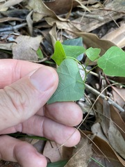 Echinostephia aculeata