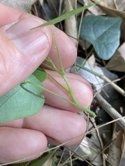 Echinostephia aculeata