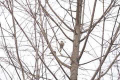 Aegithalos glaucogularis