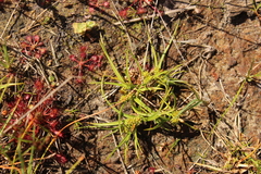 Carex pilulifera