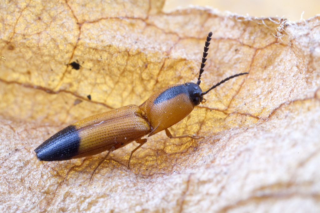 Melanoxanthus melanocephalus