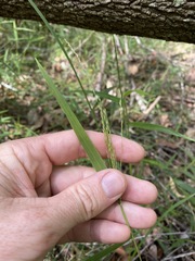 Ottochloa gracillima