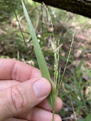 Ottochloa gracillima