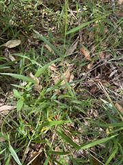 Ottochloa gracillima