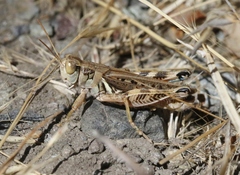Melanoplus devastator