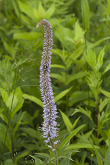 Veronicastrum sibiricum