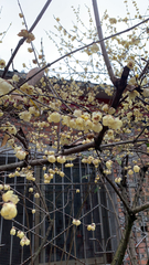 Chimonanthus praecox