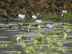 Nymphaea gigantea