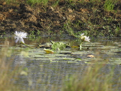 Nymphaea gigantea