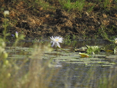 Nymphaea gigantea